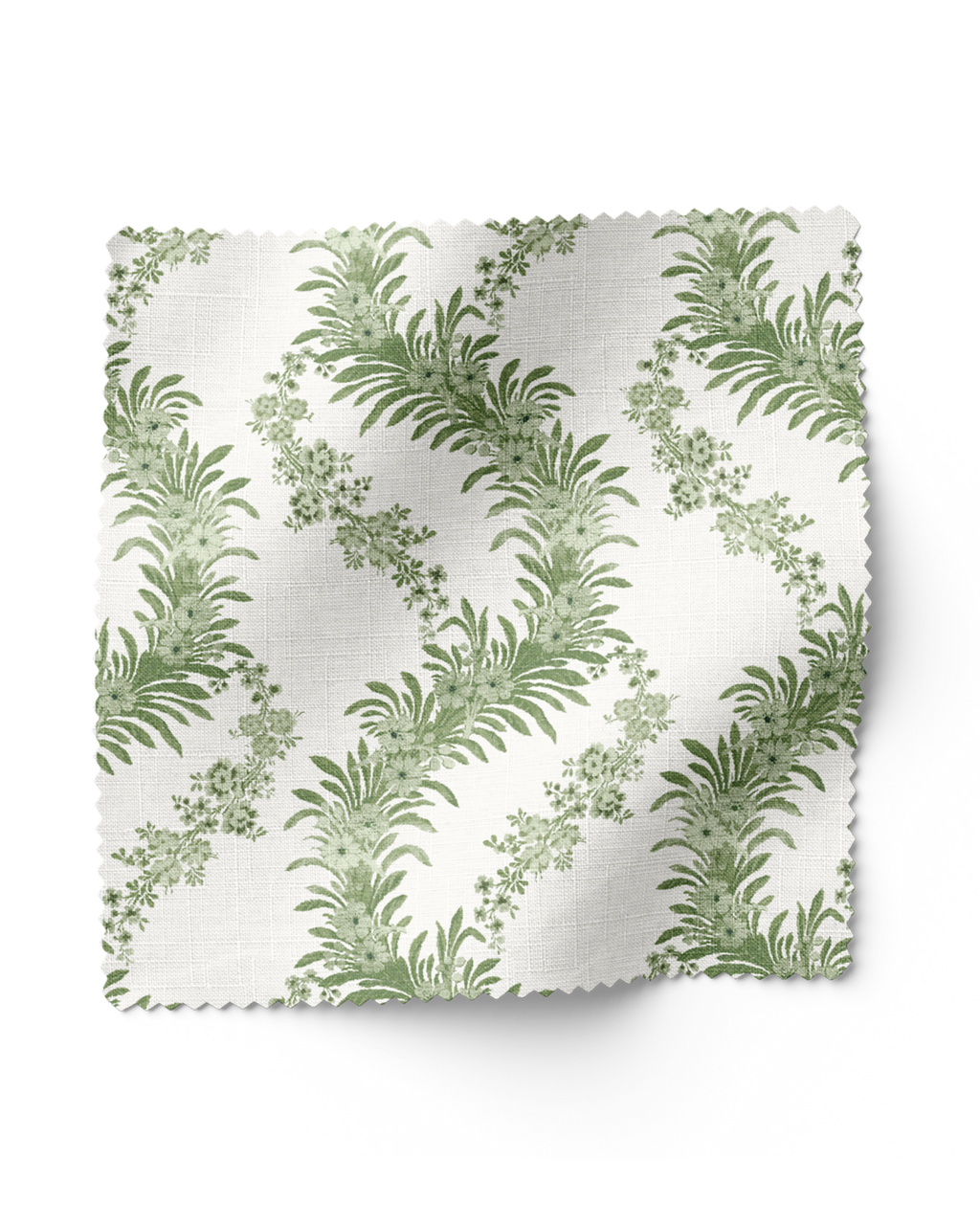 Climbing Fern - Lawn (F)